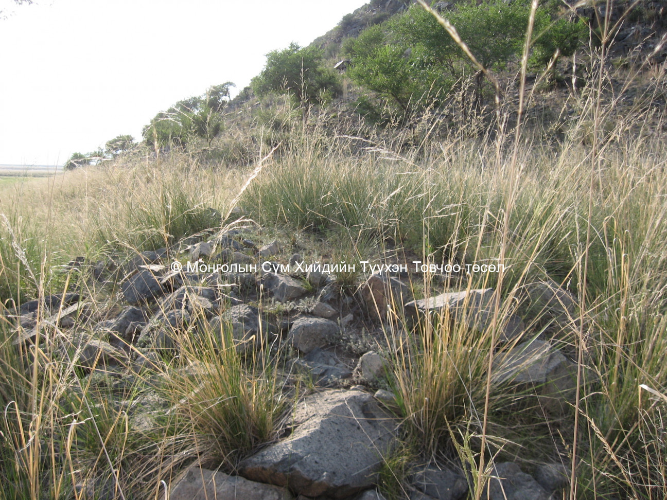 Зүүн талаас авсан